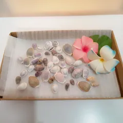 貝殻  目宝貝 メダカラガイ 大きさミックス 詰め合わせ