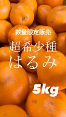 有田産 はるみ 5kg 【高級品種】
