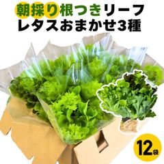 リーフレタス 12袋 朝採り おまかせ 3種 セット 盛り お取り寄せ 販売 農場直送 産直 約1kg 詰め合わせ 野菜セット クール便でお届け