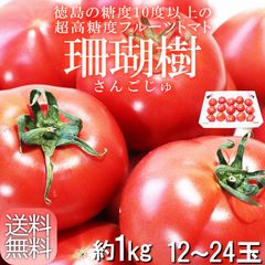 珊瑚樹フルーツトマト 約1kg 12～24玉 徳島県産 こだわりの温室栽培で超高糖度なフルーツトマト！