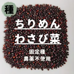 【種】ちりめんわさび菜　農薬不使用　200粒のサムネイル