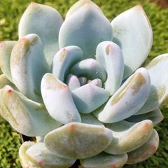 多肉植物エケベリア属ラウリンゼ