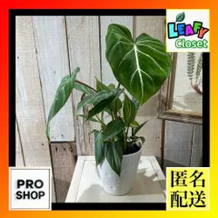 elle plant　グロリオーサム　斑入り　ミドルカット発根済み 2025年最新】グロリオーサムの人気アイテム - メルカリ