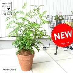 鉢ごと匿名発送 スモークツリー コティヌス ピンクエンジェル 小型