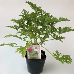 ハーブゼラニウム　ローズ　3.5号　自家栽培　希少品種　観葉植物　蚊連草