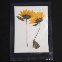1シート 2輪 押し草 押し花 花材 封入素材 ドライフラワー レジン レジン材料 レジン素材 自然素材 OS-00039
