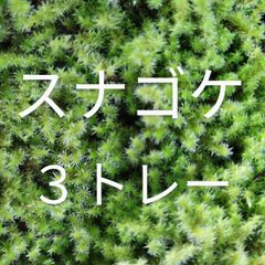 スナゴケ　3トレー