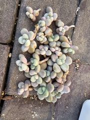 だるま秀麗セット♡