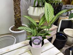 カラテア・ビタッタ　4号　耐陰性　観葉植物　個性的　オシャレ　インテリア　グリーン