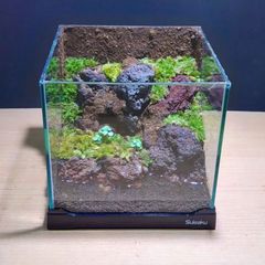 苔テラリウム 【No.7】コケリウム  イモリウム  溶岩石