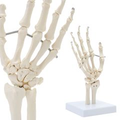【新着商品】手関節モデル 手関節 手骨格模型 教育模型 右手 (手首 稼動タイプ)