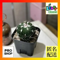 2025年最新】綴化サボテンの人気アイテム - メルカリ