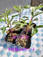 ローゼル×４ポット　3号苗　金子香草園　ハイビスカスティー　ジャム　ソース