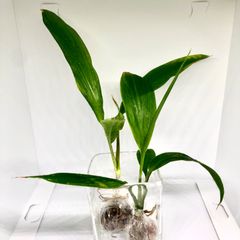 《発根済み》ティーリーフ トップカット苗　小さめ 2株　ハワイアン