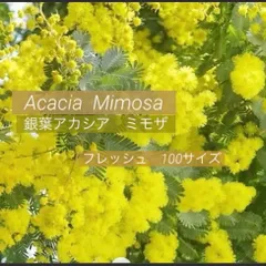 33 Royさま❤︎専用　人気　フレッシュ　ミモザ　100サイズ　2月中旬〜下旬の発送予定　ふわふわ〜先端つぽみまで　ふわふわミモザイエロー　可愛い　銀葉アカシアミモザ