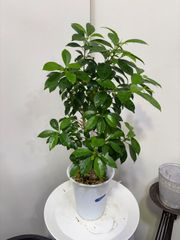 フィカス・ナナ　希少　ベンジャミン　ベンジャミナ　ゴム　ゴムの木　耐陰性　観葉植物　インテリア　グリーン　インドア　屋内　リビング　オシャレ　キレイ　リビング　オフィス　ショップ　カフェ　美容室　装飾　飾り　植木