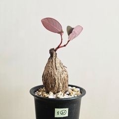 S㉑〚フィランサス・ミラビリス〛Phyllanthus Mirabilis 塊根植物 コーデックス ポット発送