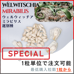 ✳* エリコイデス ✳* 挿し穂 FAST】CAUDEX PLANTS - メルカリShops