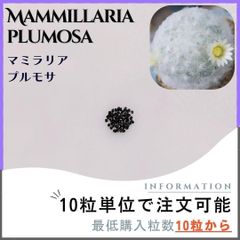 【種子】マミラリア プルモサ /セット割あり 数量10粒から購入OK