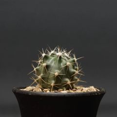 "Ferocactus gracilis subsp. Coloratus" フェロカクタス コロラタス 管理2122