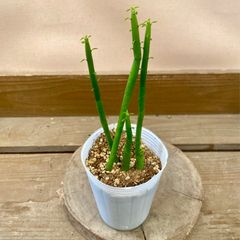 多肉植物　ユーフォルビア オンコクラータ