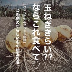 【甘々うまうま♡】ひょうご安心ブランド認証！　淡路島産　めずらしい冬の新玉ねぎ　淡路島　玉ねぎ　淡路島玉ねぎ　タマネギ　玉ねぎ　新玉ねぎ　白い　みずみずしい　旬　野菜　食品　国産　低農薬　農薬節減のサムネイル