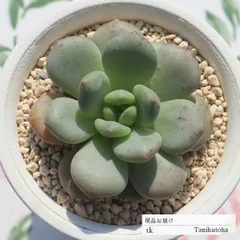 2025年最新】アリエル 多肉の人気アイテム - メルカリ