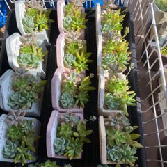 多肉の寄せ植え