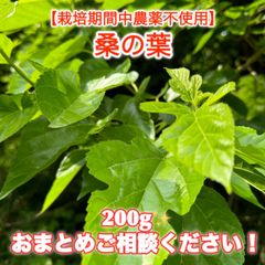 完全無農薬 自然農法 リクガメ 桑の葉 季節の野菜野草の詰め合わせ
