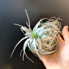 2025年最新】チャペウエンシスの人気アイテム - メルカリ