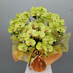 造花胡蝶蘭Mサイズ5本立・緑（造花）約高70×幅40　光触媒コーティング