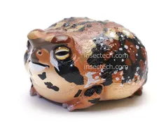 【動物の惑星】アメフクラガエル フィギュアのサムネイル