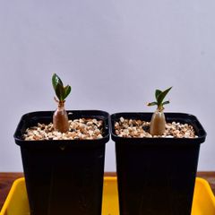 3P7 実生 アデニウム キングコング コーデックス 塊根植物 アデニウムキングコング
