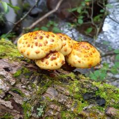 天然きのこ90　ヌメリスギタケモドキ、アカヤマドリ1.3kg