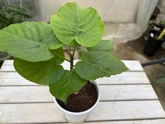 フィカス・ウンベラータ　4号　ゴムの木　観葉植物　大きい葉　ハート　リビング　人気　インテリア　グリーン　玄関　耐陰性