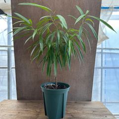フィカス アムステルダム ゴールド③ 現品 Ficus binnendijkii ‘Amstel Gold’ クワ科フィカス属 観葉植物 観葉 植物 珍奇植物 珍奇 珍しい 珍奇 レア 希少 インテリア プレゼント おしゃれ かわいい 斑入り グリーン