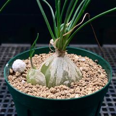 球根植物 アルブカ フミリス