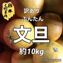 10kg　文旦　訳あり　家庭用　愛媛県産　商品説明お読みください　柑橘　みかん