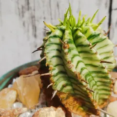 ユーフォルビア メロフォルミス錦   Euphorbia meloformis f. variegata