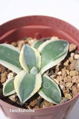 メリコ錦 Ｍサイズ 8cmポット アガベ Agave meriko variegata 斑入り 強刺多肉 多肉植物 多肉永遠