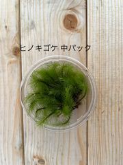 栽培もの ヒノキゴケ 中パック 有福MOSS