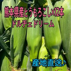 産地直送　熊本県産　とうもろこし　ドルチェドリーム　12本　秀品