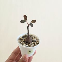 ⑨　♡ミニ株♡〚フィランサス・ミラビリス〛Phyllanthus Mirabilis 塊根植物 コーデックス ポット発送