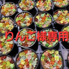 【このまま飾れる】多肉植物セダム　ミニ寄せ植えセット【育成説明書付】