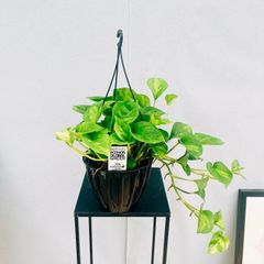 ［現品］【新品種】36番　ポトス　グローバルグリーン　5号　観葉植物　斑入り　おしゃれ　吊り下げ　ハンギング