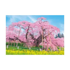 アクリル画　原画　「三春滝桜」額縁付　SMサイズ　風景画 アクリル画 原画 「マーガレットの咲く高原03」額縁付き SM