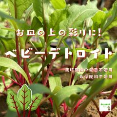 ベビーデトロイト（ベビービーツの葉、ベビービーツグリーン）　☆農薬や化学肥料は使用しておりません　埼玉県産　１袋約３０g