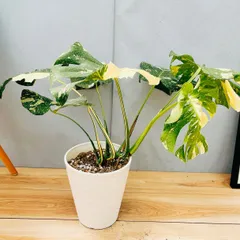 希少　斑入り　モンステラ　デリシオーサ　艶姿　白 超美品 希少 斑入り モンステラ デリシオーサ 艶姿