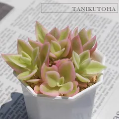 花蔓草錦 アプテニア 2寸ポット 多肉植物