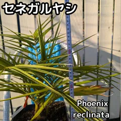 2025年最新】セネガルヤシの人気アイテム - メルカリ